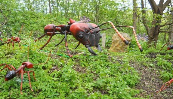Ant Atta - Assiniboine Park Zoo